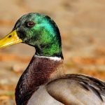 An image showing a vibrant assortment of 13 ducks and other avian species, each flaunting an exquisite red beak