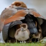 An image showcasing a charming family of baby geese waddling near a serene pond, each gosling wearing a unique name tag