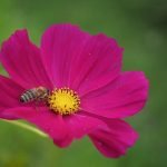 An image capturing the delightful camaraderie of five friendly duck breeds