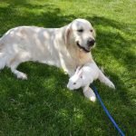 An image showcasing a charming collage of seven adorable black and white rabbit breeds