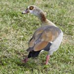 An image featuring a close-up shot of a distressed duck's foot, showcasing visible signs of injury like redness, swelling, and a slight limp