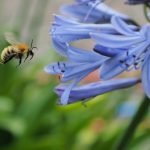 An image of a close-up shot of a rotting potato, with visible mold patches, slimy texture, wrinkled skin, sprouts, and a foul odor