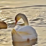 An image showcasing the diverse beauty of ducks