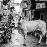 An image showcasing the diverse beauty of 9 pet cow breeds, with each one depicted in vibrant hues against a rustic backdrop