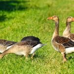 An image showcasing a serene backyard scene with a family playing fetch with a friendly, well-trained goose