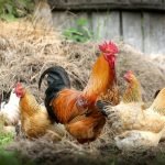An image featuring a group of chickens surrounded by a variety of foods, including fruits, vegetables, and insects