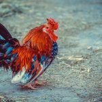 An image showcasing a flock of chickens pecking at a pile of cooked chicken scraps, surrounded by a vibrant green pasture