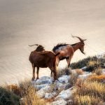 An image capturing the diversity of goat breeds, showcasing a horned Alpine goat with majestic, twisted horns, contrasting against a Nigerian Dwarf goat with petite, curved horns, sparking curiosity about the horned variations among goat species