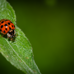 An image showcasing a contented chicken perched on a bed of fresh straw in a clean, spacious coop
