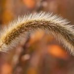 An image showcasing a serene pasture, with a friendly goat and dog peacefully grazing side by side, their contrasting coats blending harmoniously against the backdrop of lush green grass and vibrant wildflowers