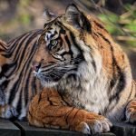An image showcasing a lush green meadow with a charming wooden signpost, adorned with various unique farm names, set against a backdrop of rolling hills and a clear blue sky