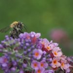 An image capturing the intricate courtship ritual of ducks