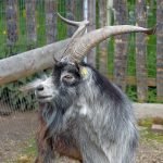 An image showcasing the impressive size of the largest goat breeds