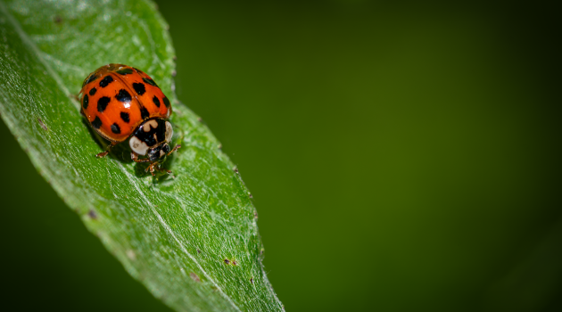 An image showcasing a vibrant visual spectrum of over 255 cows, meticulously grouped by their unique colors and genders, offering a captivating glimpse into the diverse world of bovine nomenclature