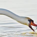An image of a person gently holding out their hand with a bandaged finger, while a contented duck waddles nearby