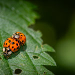 An image capturing the enchanting moment of a vibrant autumn landscape, where a majestic turkey roams freely amidst golden leaves and a sunlit meadow