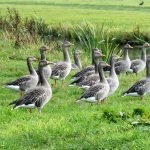 An image showcasing the elegance of white geese breeds, featuring a flock of regal Snow Geese gracefully gliding on a serene lake, their pure white plumage contrasting against the tranquil blue water